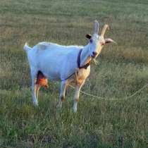 Коза, в Вурнаре