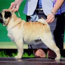 Мопсо-парни для вязки (за щенка), в Новосибирске