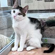 Ласковый и трогательный котенок Басик ждет новогоднее чудо, в Москве