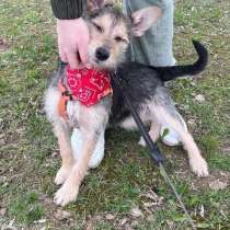 Очаровательный домашний щеночек-мышонок Сара ищет дом, в Москве