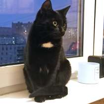 Идеальная домашняя любимица, кошечка-подросток Сима в дар, в Москве