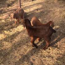 Животные, в Братске