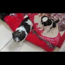 Продаются ши-тцу, в г.Назарет