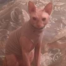У кого есть кошка сфинкс на вязку Горловка, в г.Горловка