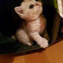 Продам котят шотландских вислоухих, в г.Гётеборг