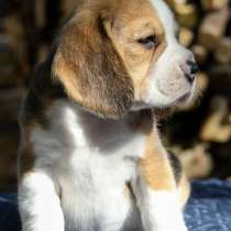 Бигль, в г.Берлин