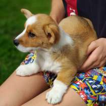 Девочки вельш корги кардиган, в г.Берлин