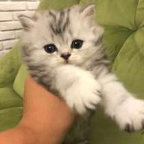 Шотландские вислоухие и прямоухие котята, британцы., в Москве