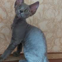 Девон-рексы котята, в Омске