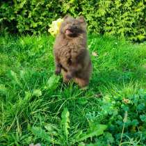 Померанский шпиц. Chocolate, в г.Нанси