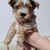 Yorkshire Terrier Welpen einer seltenen Farbe mit Ahnentafel, в г.Кёльн