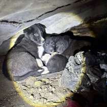 СРОЧНО НУЖНА ПЕРЕДЕРЖКА ИЛИ ДОМ! ЗАМЕРЗАЮТ ЩЕНКИ! МЕГАСОС!, в г.Минск