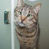 Вера - кошка с изюминкой в самые добрые руки!, в Москве