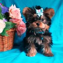 Йорк чудесный мальчик 3 мес, в Москве
