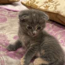 Вислоухий котёнок, в Новочеркасске