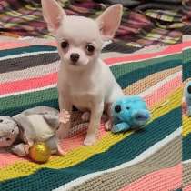 Chihuahua. Girl, в г.Франкфурт-на-Майне