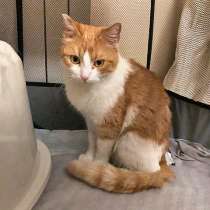 Самая ласковая на свете, домашняя кошечка Мурочка в дар, в Санкт-Петербурге