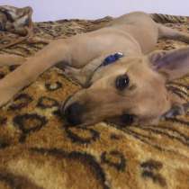 Отдам в хорошие руки, в г.Борисов