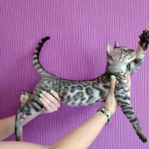 Бенгальские котята, в г.Мюнхен