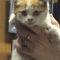 Лапочки кошечки в добрые руки бесплатно, в Клине