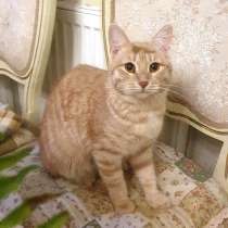 Рыженькое солнышко Алиса, ласковая кошечка-подросток в дар, в Москве