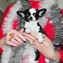 Щенки чихуахуа, в Химках