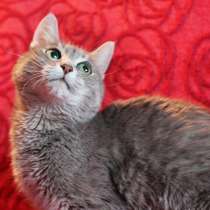 Кошка-жемчужина Алиса в дар добрым людям, в Москве