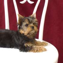 Мини-мальчик йркширского терьера продается, в Санкт-Петербурге