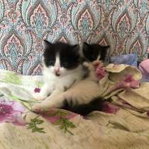 Котята, в Челябинске