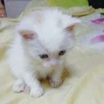 Отдам котят, в Ессентуках