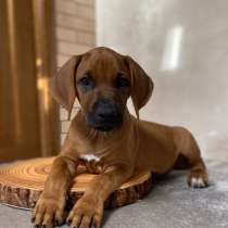 Перспективній кобель родезийский риджбек, в г.Сумы