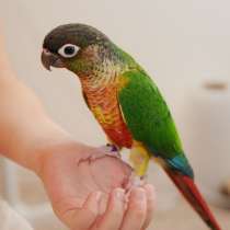 Попугай пирруру (птенцы 3 мес), в Москве