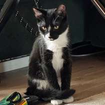 Милашка Муся, нежная, трепетная кошечка-подросток в дар, в Санкт-Петербурге