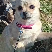 Чихуахуа. Мини, в г.Бремен