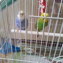 Продаю пару волнистых попугаев, в Якутске