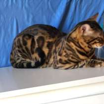 Бенгальский мальчик, готовый производитель, в г.Флорида