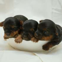 Продаются щенки йоркширского терьера, в Сургуте