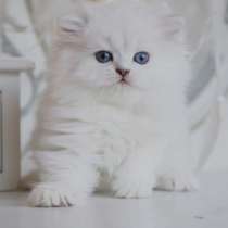 Шотландская скоттиш страйт, в г.Полтава