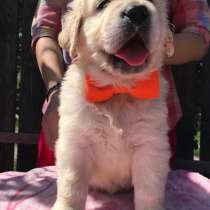 Щенки золотистого ретривера, в г.Калиновка