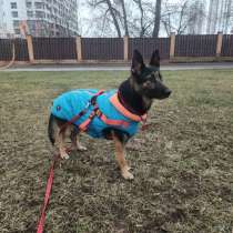 Молодая овчарка Вита в добрые руки!, в Москве