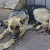 Немецкая овчарка, в Оренбурге