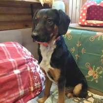 Щенок с солнечного Кипра ищет здесь дом, в Санкт-Петербурге