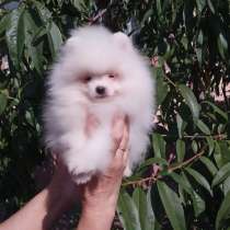 Померанский шпиц. Мелкий стандарт, в г.Гамбург