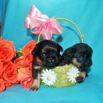 Пти брабансон мальчики, в Москве