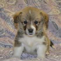 Щенки вельш корги пемброк (мальчики), в Москве