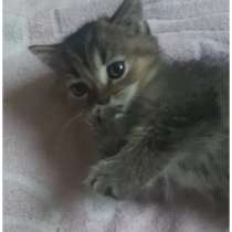 Шотландские вислоухие котята, в г.Nazerat `Illit