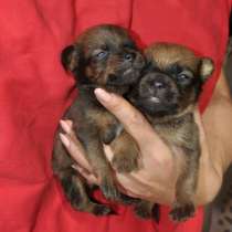 Той-терьера щенки, в Москве