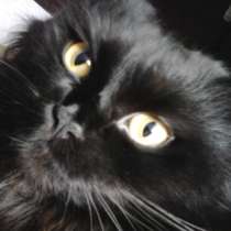 Куплю или возьму в аренду готовый в Москве, МО и др. городах, в Раменское