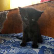 Отдам котят и кошку, в г.Ганцевичи