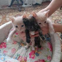 Котята бесплатно, в Усть-Илимске